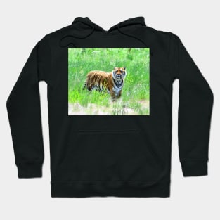 Bengal Tiger in Meadow Hoodie